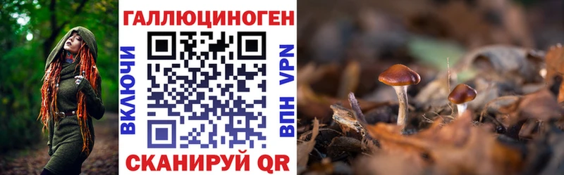 Галлюциногенные грибы Psilocybe  Купить где  Купино 